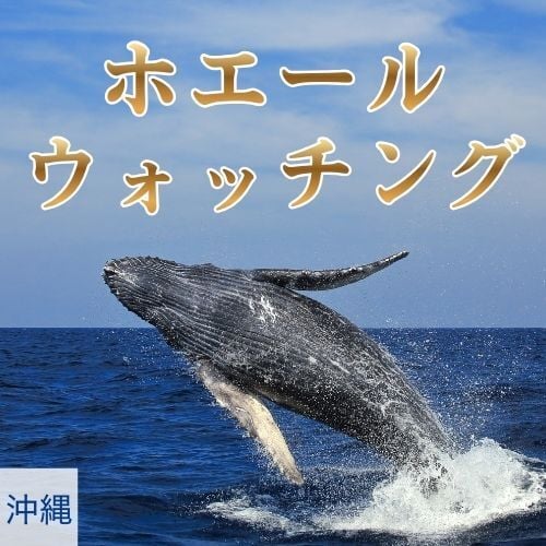 whalewatching_500x500