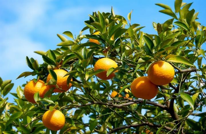 みかん(イメージ)